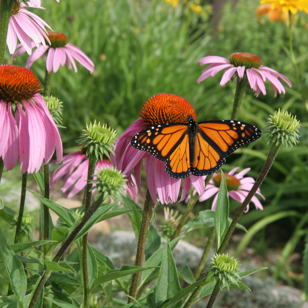 A field of purple coneflowers is in the foreground. A monarch butterfly, wings outstretched, sits on one of the flowers. 
